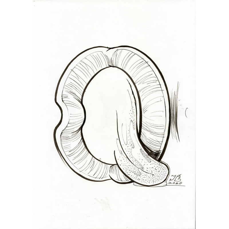 letter Q